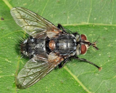 Panzeria sp.