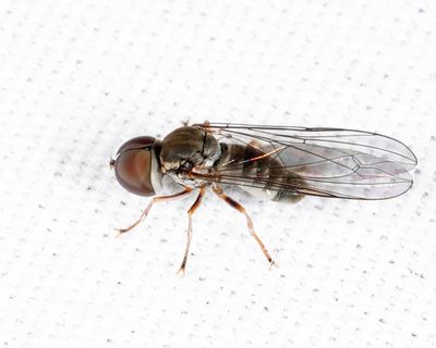 Eudorylas aequus