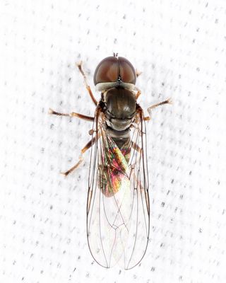 Eudorylas aequus