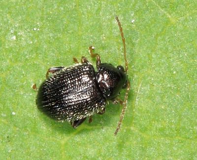 Potato Flea Beetle - Epitrix cucumeris