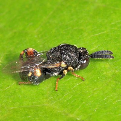 Brachymeria sp.