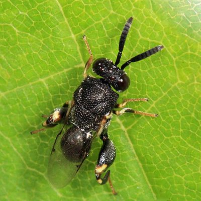 Brachymeria sp.