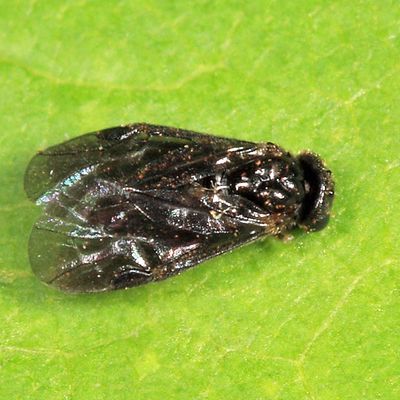 Metallus rohweri (female)