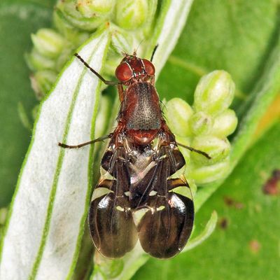 Delphinia picta