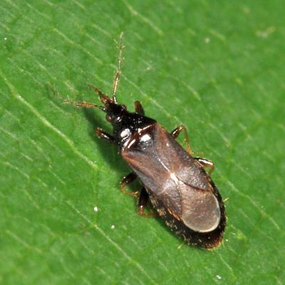 Dilasia fuscula