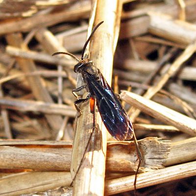 Ceropales bipunctata