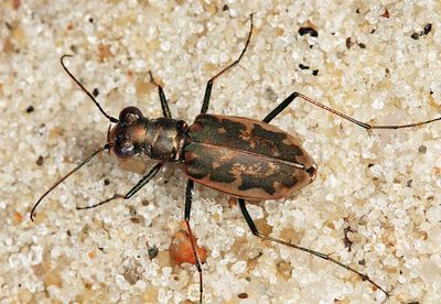 Margined Tiger Beetle - Ellipsoptera marginata