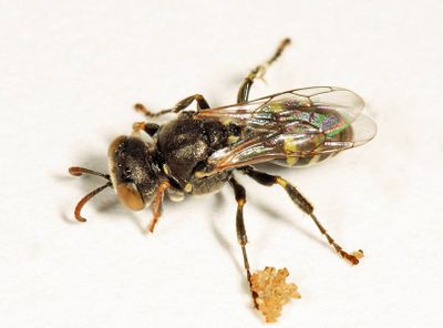 Oxybelus sericeus