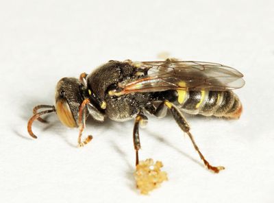 Oxybelus sericeus