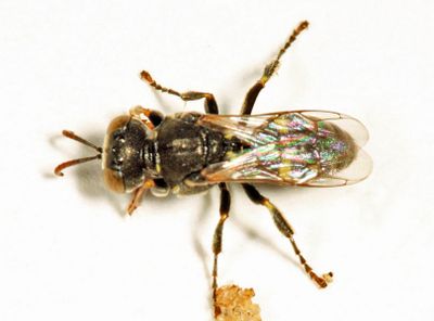 Oxybelus sericeus