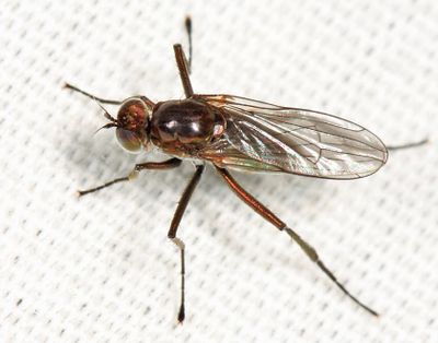 Hydrophorus amplectens