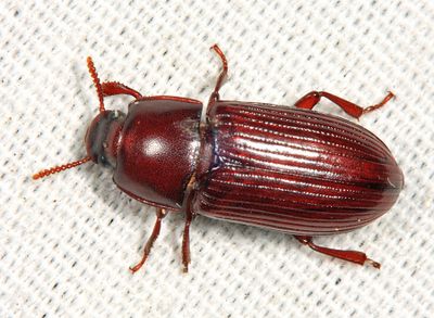 Uloma mentalis
