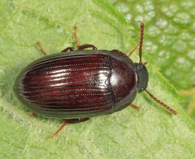 Platydema laevipes