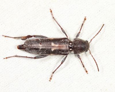 Arrowhead Borer - Xylotrechus sagittatus