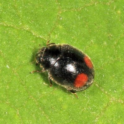 Lady Beetles - Genus Nephus