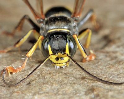 Lestiphorus cockerelli