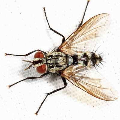 Calolydella lathami