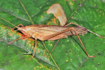 Neoconocephalus retusus
