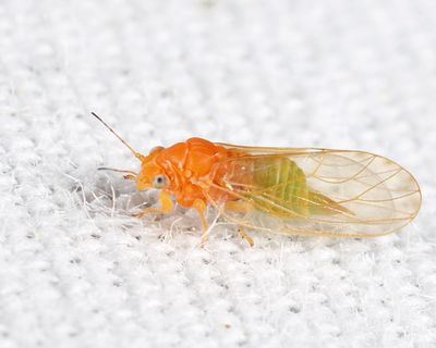 Cacopsylla annulata