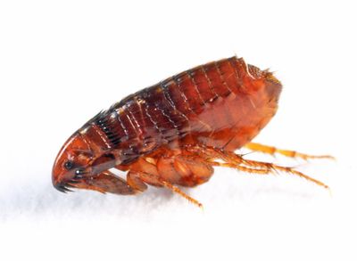 Cat Flea - Ctenocephalides felis