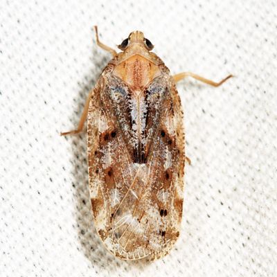 Cixidia slossonae
