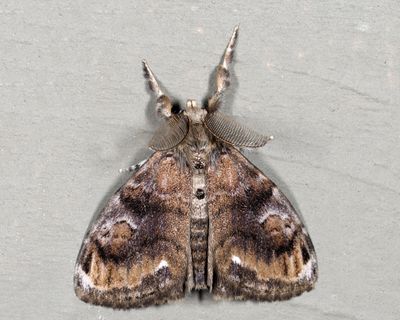8314 - Definite Tussock Moth - Orgyia definita