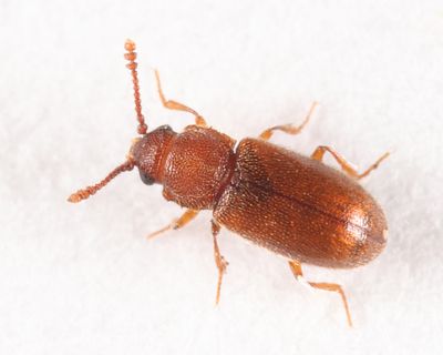 Cryptophagus dentatus