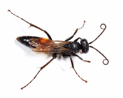 Anoplius semirufus