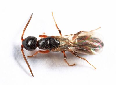 Epyris rufipes