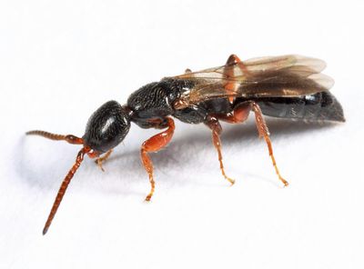 Epyris rufipes