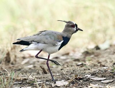 Southern Lapwing - Vanellus chilensis