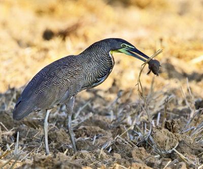 Bare-throated Tiger-Heron - Tigrisoma mexicanum (eating a rat)