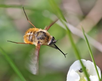 Bombylius mexicanus