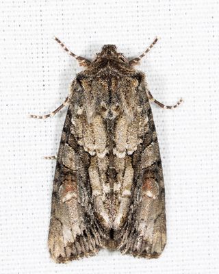 10518 - Distinct Quaker - Achatia distincta