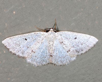 6668 – Gray Spring Moth – Lomographa glomeraria