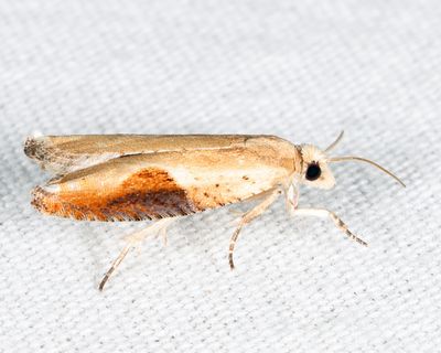 3257 - Pseudexentera costomaculana