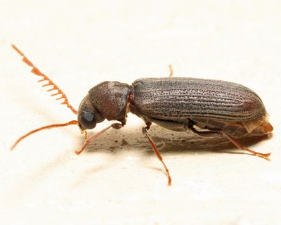 Ctenobium antennatum