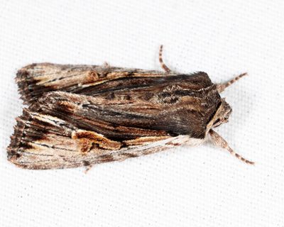 10520 - Bicolored Woodgrain - Morrisonia evicta