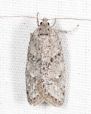 0914 - Semioscopis inornata