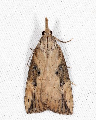 8461 - Hop Vine Moth - Hypena humuli