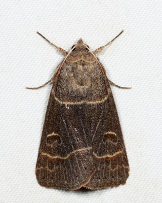 8591 - Common Oak Moth - Phoberia atomaris