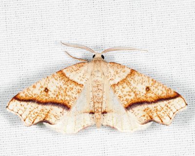 6844 - Hollow-Spotted Plagodis - Plagodis alcoolaria