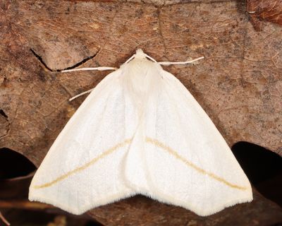 6964 – White Slant-Line – Tetracis cachexiata