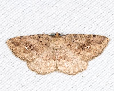 6812 – Pale Homochlodes – Homochlodes fritillaria
