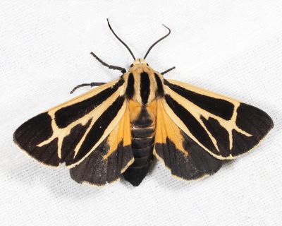 8171 – Nais Tiger Moth – Apantesis nais