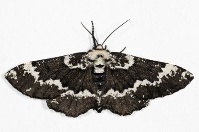 6763 - Oak Beauty - Phaeoura quernaria