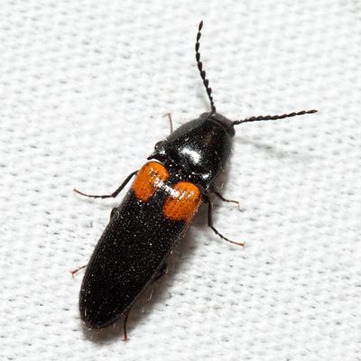 Ampedus xanthomus