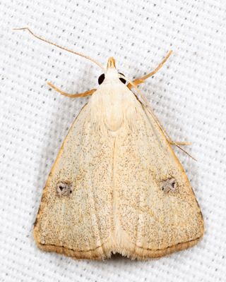 8404 - Spotted Grass Moth - Rivula propinqualis