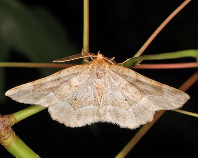 6825 – Pale Metarranthis – Metarranthis indeclinata