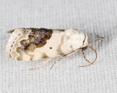 9095 – Small Bird-dropping Moth – Ponometia erastrioides